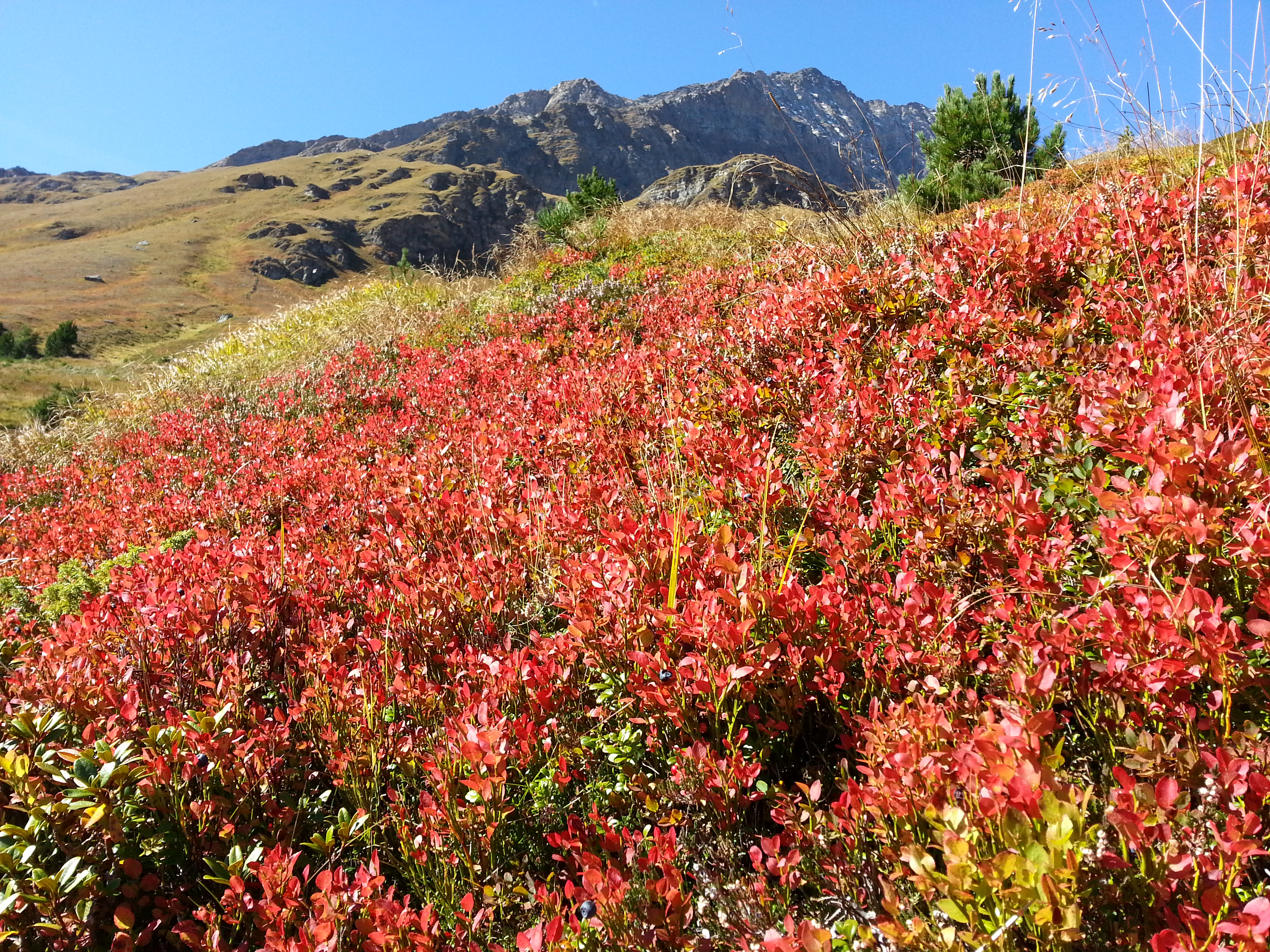 Home - Haus Ursula, Ferienwohnungen in Kals am Großglockner